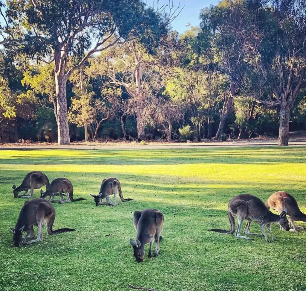 Yanchep National Park