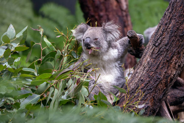 Unusual Fauna of Australia