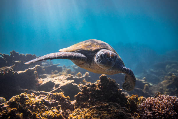 Yosemite Stock | Ningaloo Reef vs. Great Barrier Reef: Choosing Your Australian Coral Adventure