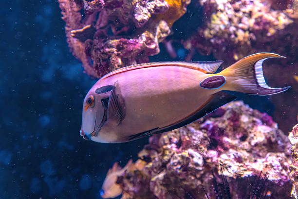 Intriguing Wonders: The Contrast Between Ningaloo Reef and Great Barrier Reef