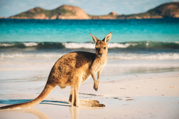 Yosemite Stock | Discover Australia's Unique Wildlife: Eco-Friendly Tours & Conservation