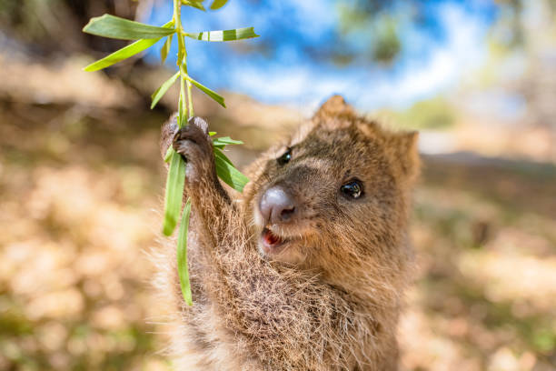 Experience the Amazing Wildlife of Australia